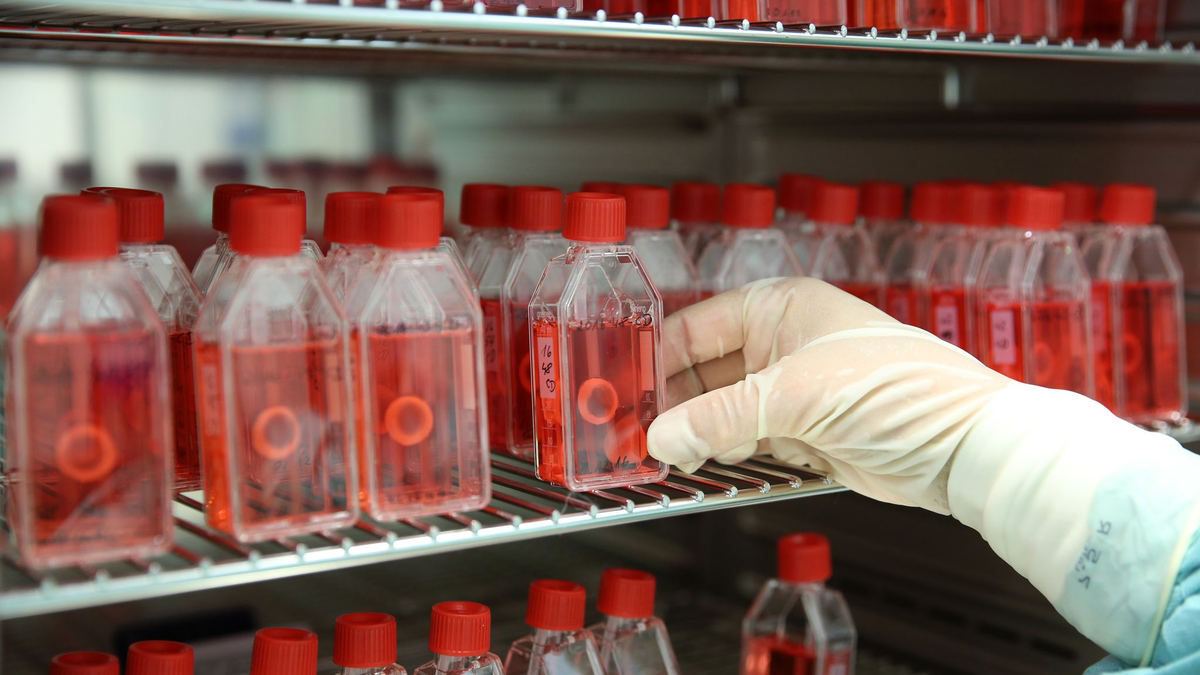 Augenhornhaut ist das am häufigsten gespendete Gewebe in Deutschland. (Archivbild) - Foto: Bernd Wüstneck/dpa-Zentralbild/dpa
