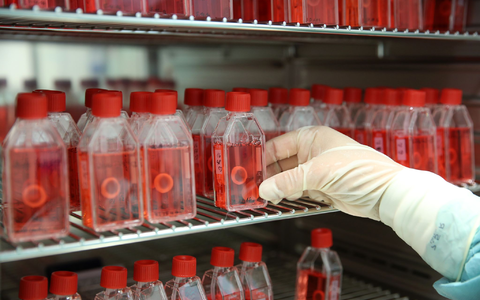 Augenhornhaut ist das am häufigsten gespendete Gewebe in Deutschland. (Archivbild) - Foto: Bernd Wüstneck/dpa-Zentralbild/dpa