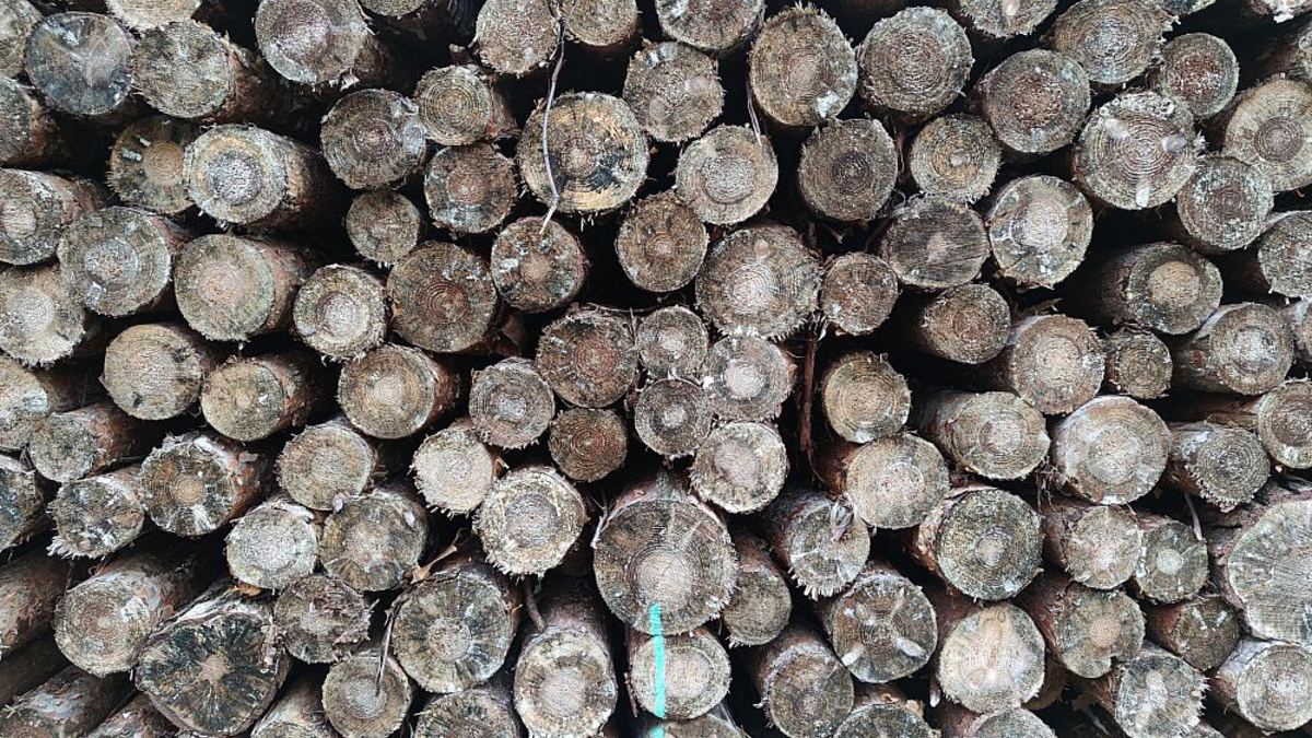 Holzstämme - Foto: ?ber dts Nachrichtenagentur