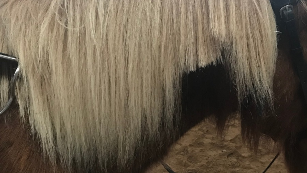 POL-MK: Gestohlenes Pferd - Ergänzung - Foto: presseportal.de