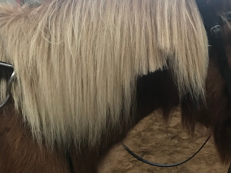 POL-MK: Gestohlenes Pferd - Ergänzung - Foto: presseportal.de