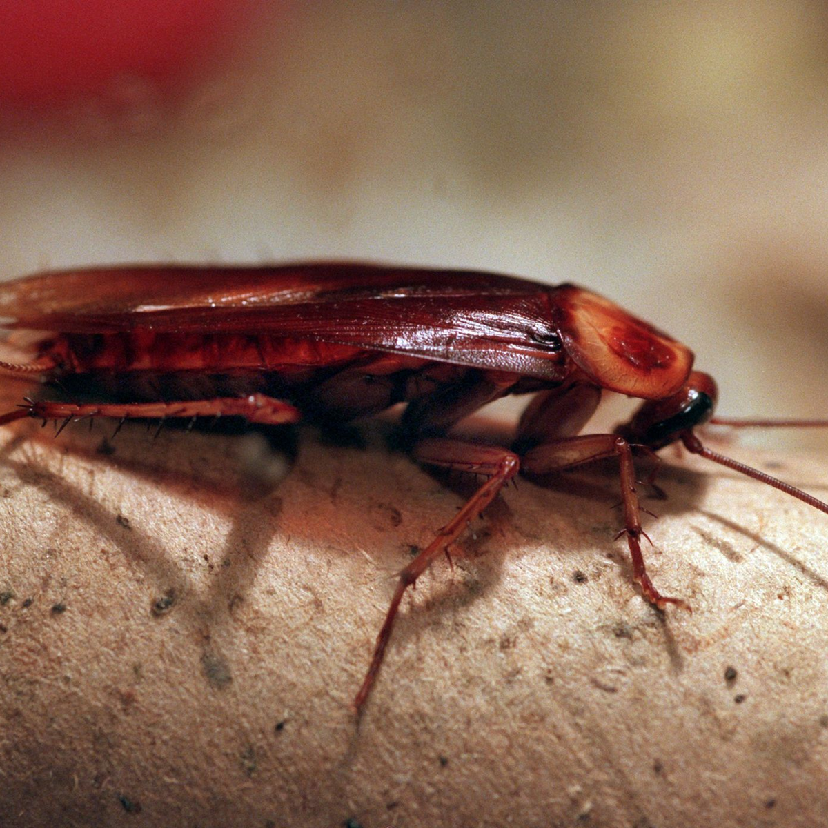 In Londoner Bussen dürften auch Kakerlaken mitfahren. (Symbolbild) - Foto: Stephanie Pilick/dpa