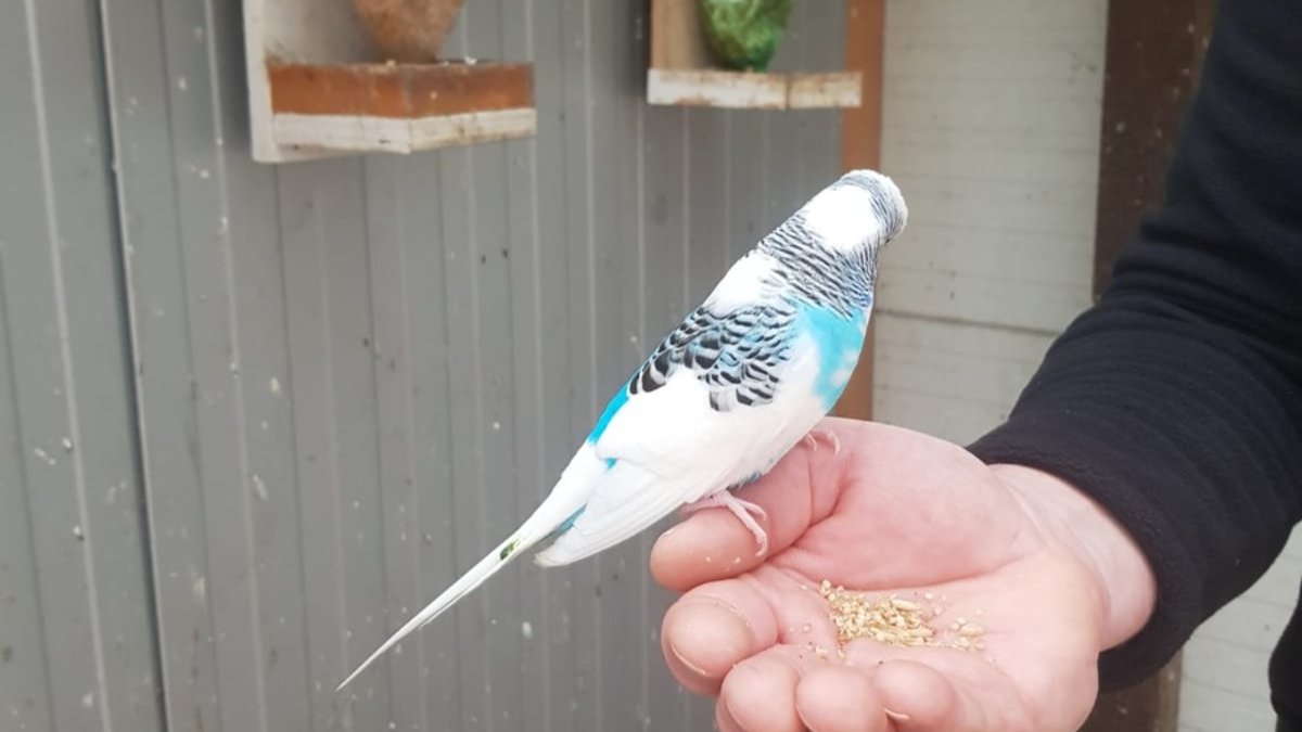 POL-KI: 240205.1 Kiel: Die Möwe und der Wellensittich - Wer vermisst seinen Wellensittich? - Foto: presseportal.de