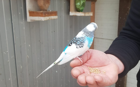 POL-KI: 240205.1 Kiel: Die Möwe und der Wellensittich - Wer vermisst seinen Wellensittich? - Foto: presseportal.de