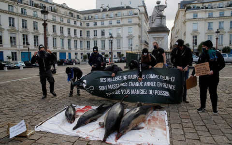 Protestierende drängen auf sicherere Praktiken in der Fischereiindustrie, damit Delfine besser vor tödlichen Fischernetzen geschützt werden. - Foto: Christophe Ena/AP/dpa