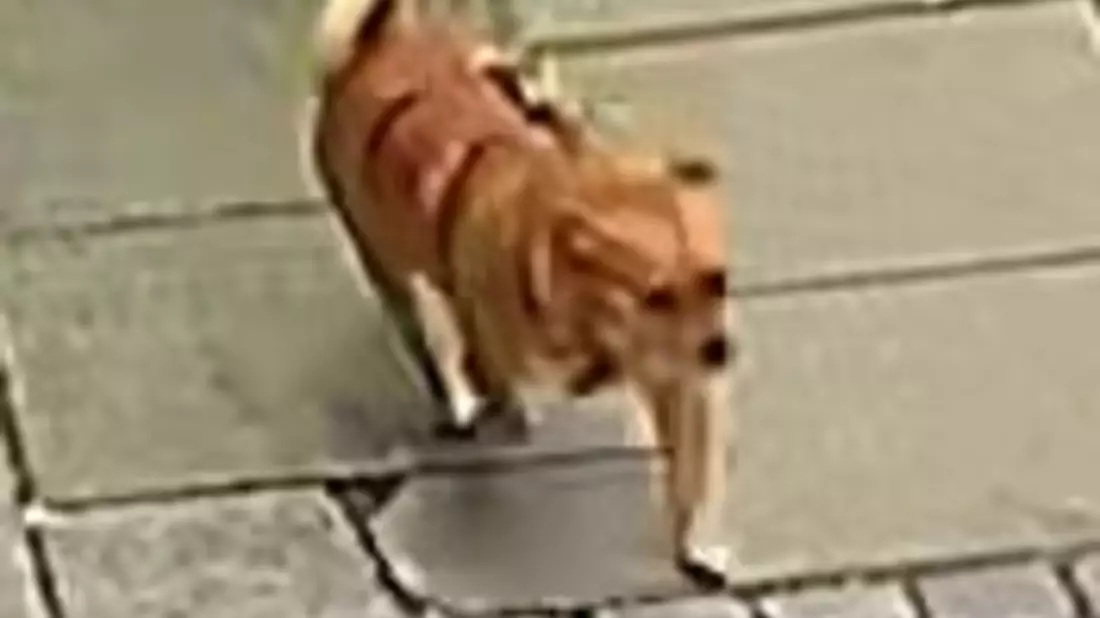 POL-H: Zeugenaufruf: Hund in Hannover-Limmer an Baum angeleint zurückgelassen. Wer kann Hinweise geben? - Bild: presseportal.de