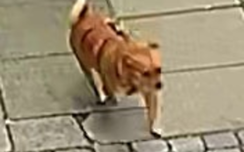 POL-H: Zeugenaufruf: Hund in Hannover-Limmer an Baum angeleint zurückgelassen. Wer kann Hinweise geben? - Foto: presseportal.de