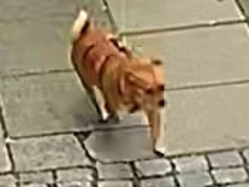 POL-H: Zeugenaufruf: Hund in Hannover-Limmer an Baum angeleint zurückgelassen. Wer kann Hinweise geben? - Foto: presseportal.de