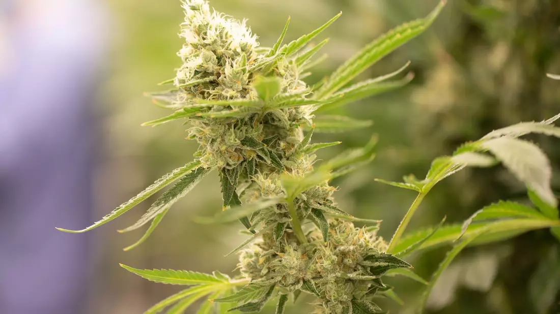 Die Ampel plant mit einer Cannabis-Legalisierung eine drogenpolitische Kehrtwende. - Bild: Sebastian Kahnert/dpa