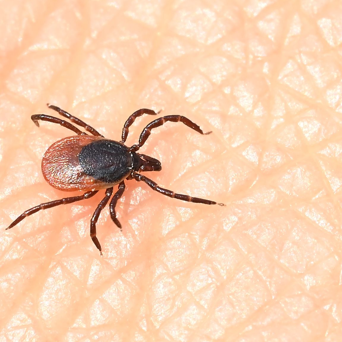 Egal ob Stadt oder Land - Zecken können überall Infektionen übertragen.  (Archivfoto) - Foto: Bernd Weißbrod/dpa
