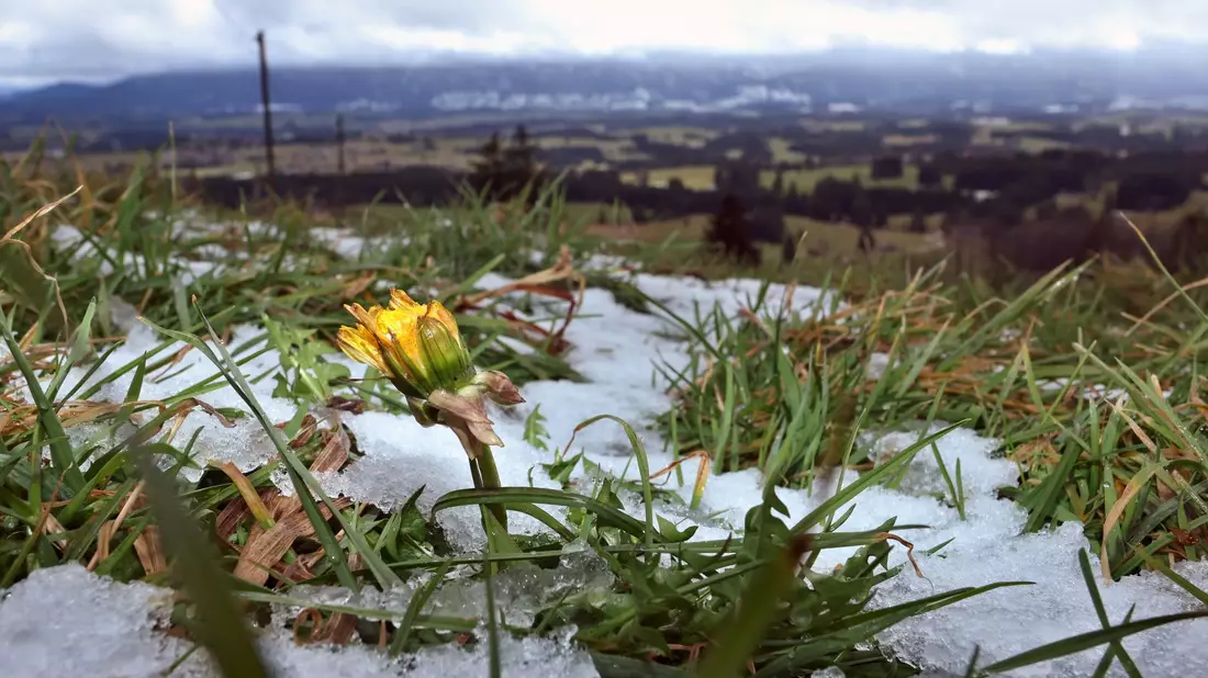 Weiß wird es an Weihnachten wohl nur in Alpennähe. - Bild: Karl-Josef Hildenbrand/dpa