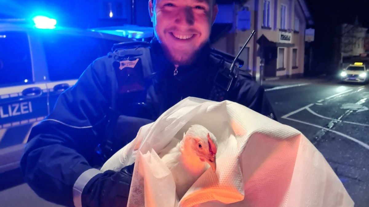 POL-PDNW: Hühner im Freizeitpark eingefangen - Foto: presseportal.de