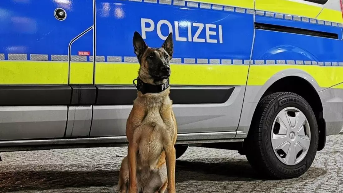 POL-HH: 240108-3. Diensthündin spürt Einbrecher in Hamburg-St. Georg auf - Zuführung - Bild: presseportal.de