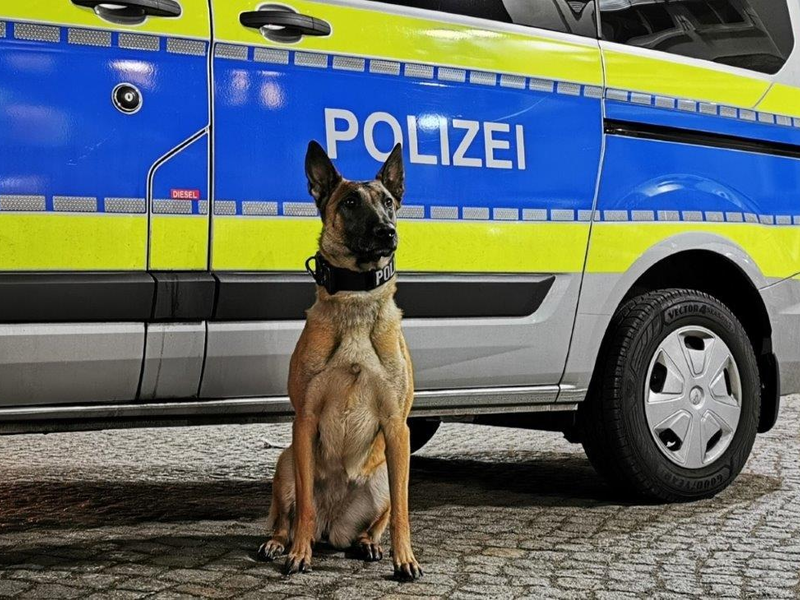 POL-HH: 240108-3. Diensthündin spürt Einbrecher in Hamburg-St. Georg auf - Zuführung - Foto: presseportal.de