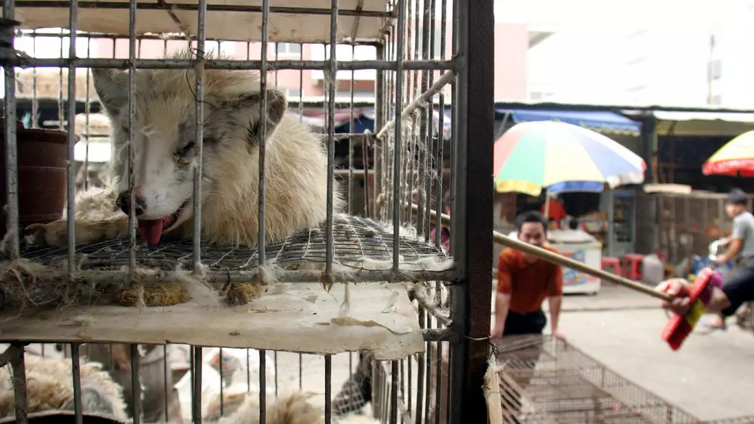 Marderhunde liegen in engen Käfigen auf einem Markt in China. (Archivbild) - Bild: Paul Hilton/epa/dpa