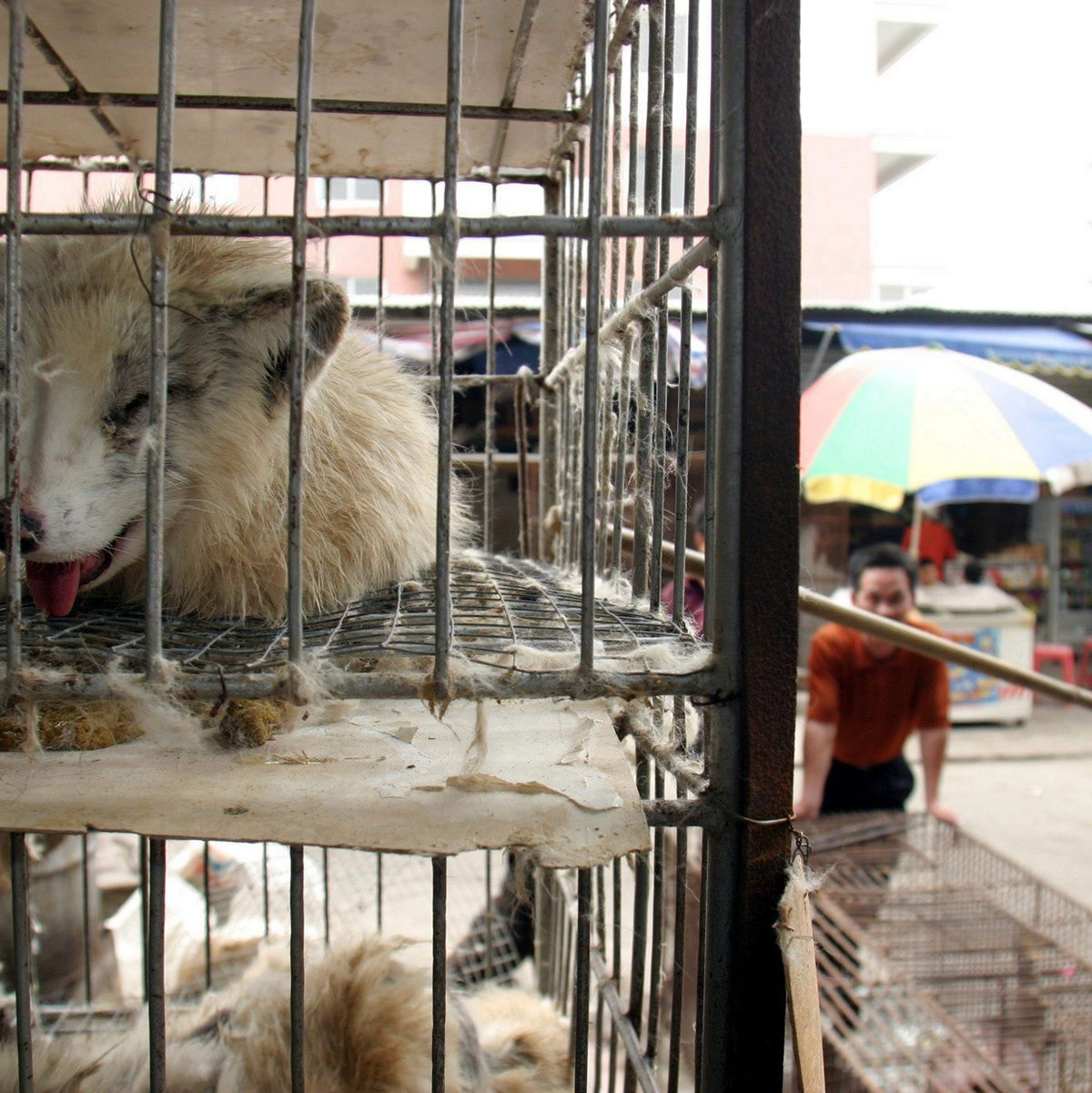 Marderhunde liegen in engen Käfigen auf dem Xin Yuan Markt in Wuhan. (Archivbild) - Foto: Paul Hilton/epa/dpa