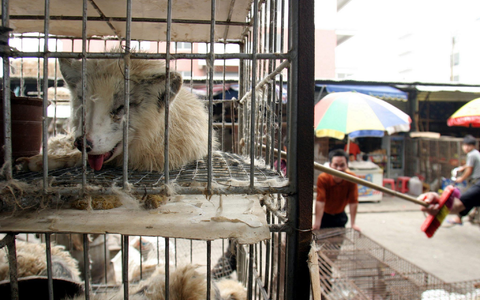 Marderhunde liegen in engen Käfigen auf dem Xin Yuan Markt in Wuhan. (Archivbild) - Foto: Paul Hilton/epa/dpa