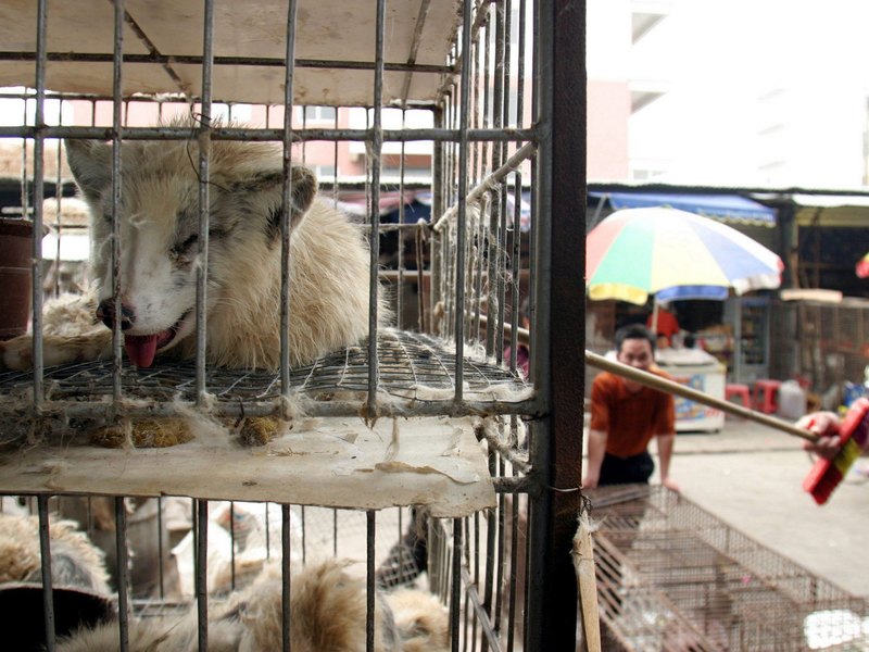 Marderhunde liegen in engen Käfigen auf dem Xin Yuan Markt in Wuhan. (Archivbild) - Foto: Paul Hilton/epa/dpa
