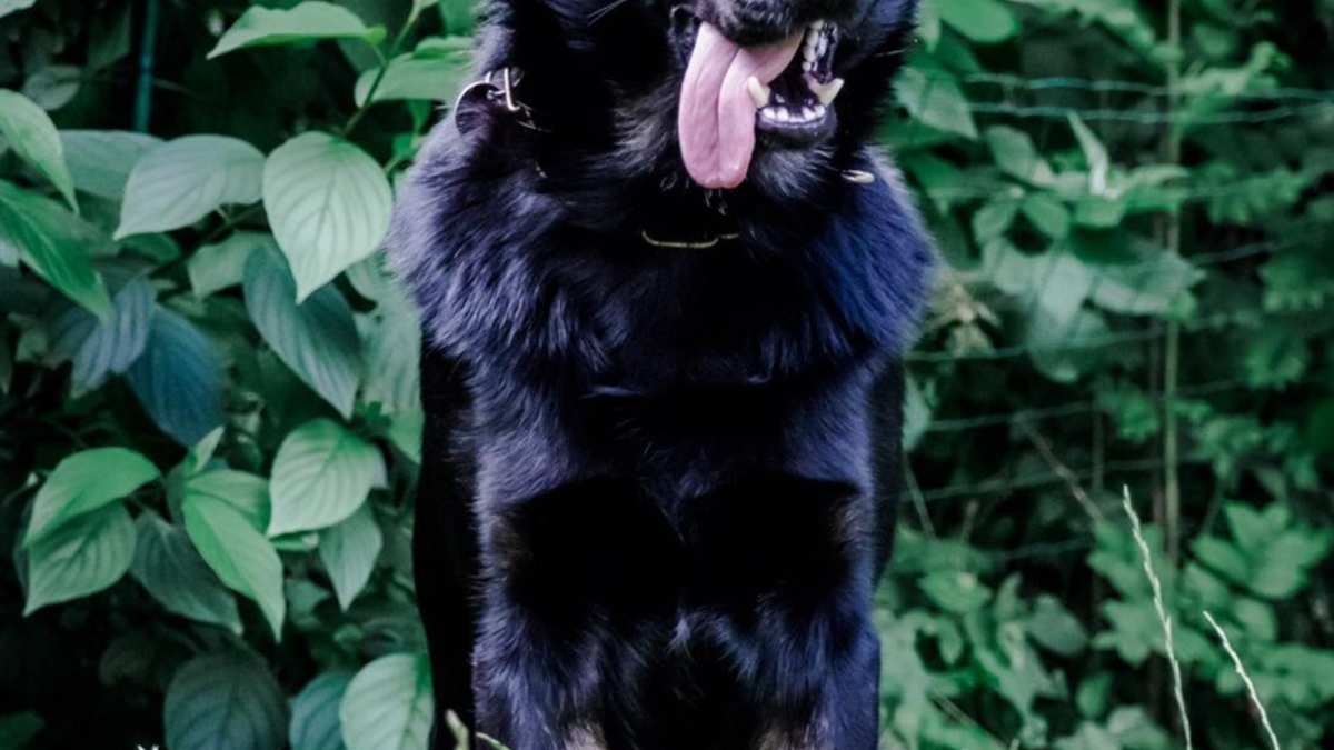 POL-HB: Nr.: 0616 --Paw Patrol: Diensthund Forrest erschnüffelt Drogen-- - Foto: presseportal.de