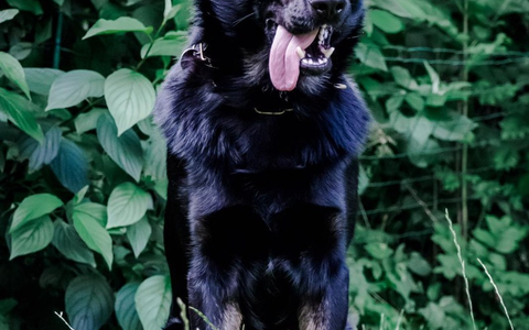 POL-HB: Nr.: 0616 --Paw Patrol: Diensthund Forrest erschnüffelt Drogen-- - Foto: presseportal.de