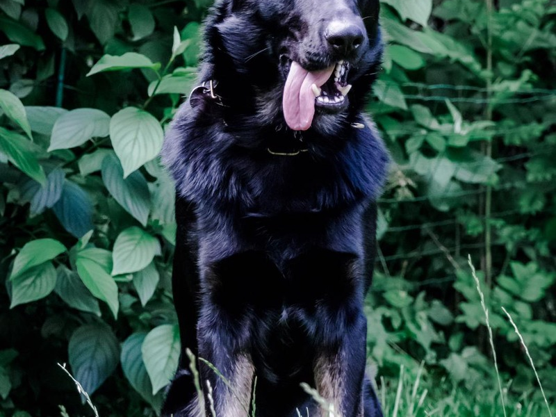 POL-HB: Nr.: 0616 --Paw Patrol: Diensthund Forrest erschnüffelt Drogen-- - Foto: presseportal.de