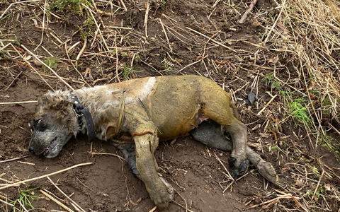 HZA-RO: ZOLL findet krankes Hundewelpe im Kofferraum / Kontrolleinheit Verkehrswege München kontrollierte den Rückreiseverkehr nach Ferienende in Frankreich - Foto: presseportal.de