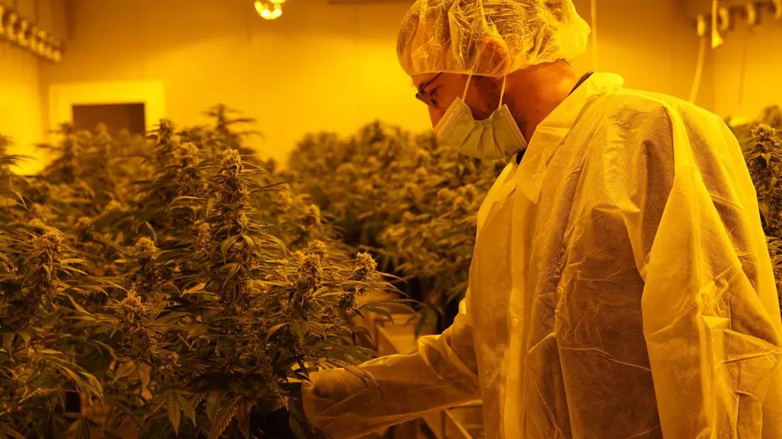 Nahaufnahme einer THC-haltigen medizinischen Cannabispflanze in einer Zuchtanlage. - Bild: David Pichler/dpa