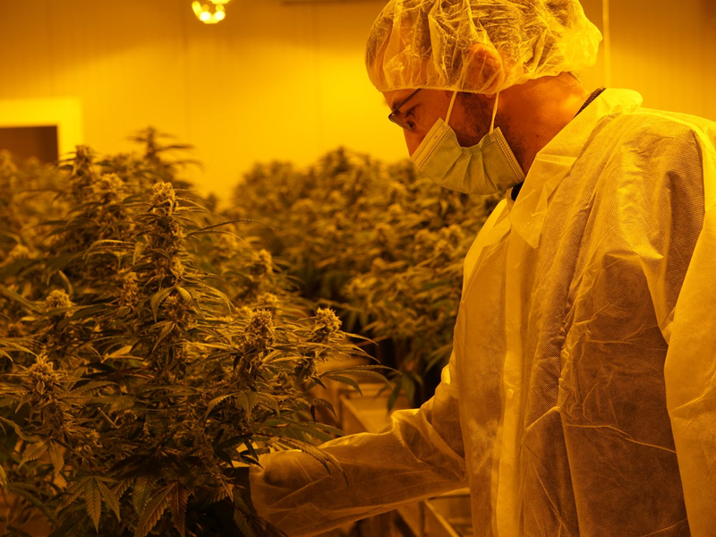 Nahaufnahme einer THC-haltigen medizinischen Cannabispflanze in einer Zuchtanlage. - Foto: David Pichler/dpa