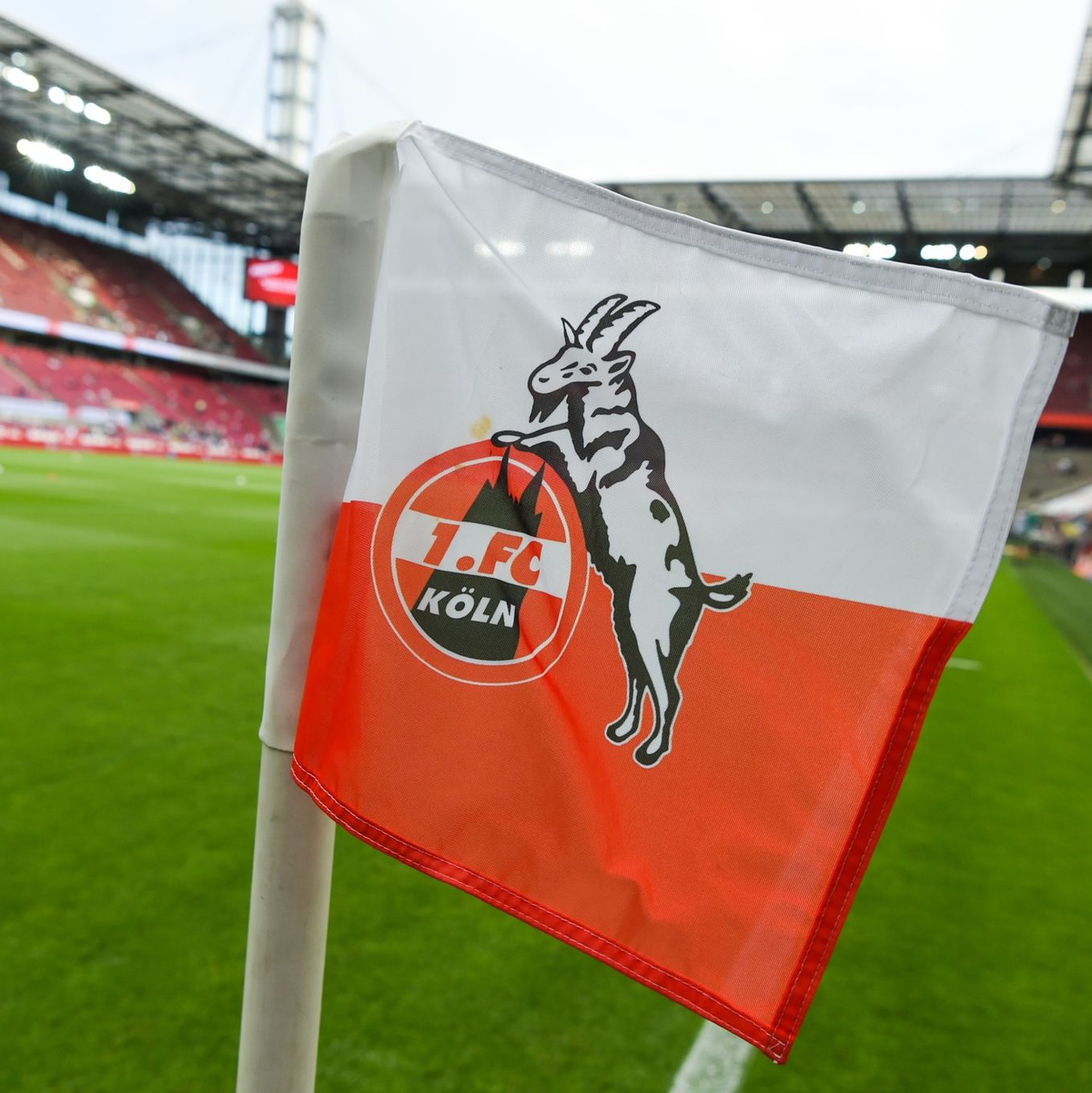 Der 1. FC Köln hat in der vergangenen Saison eine positive Bilanz erzielt. - Foto: Christophe Gateau/dpa