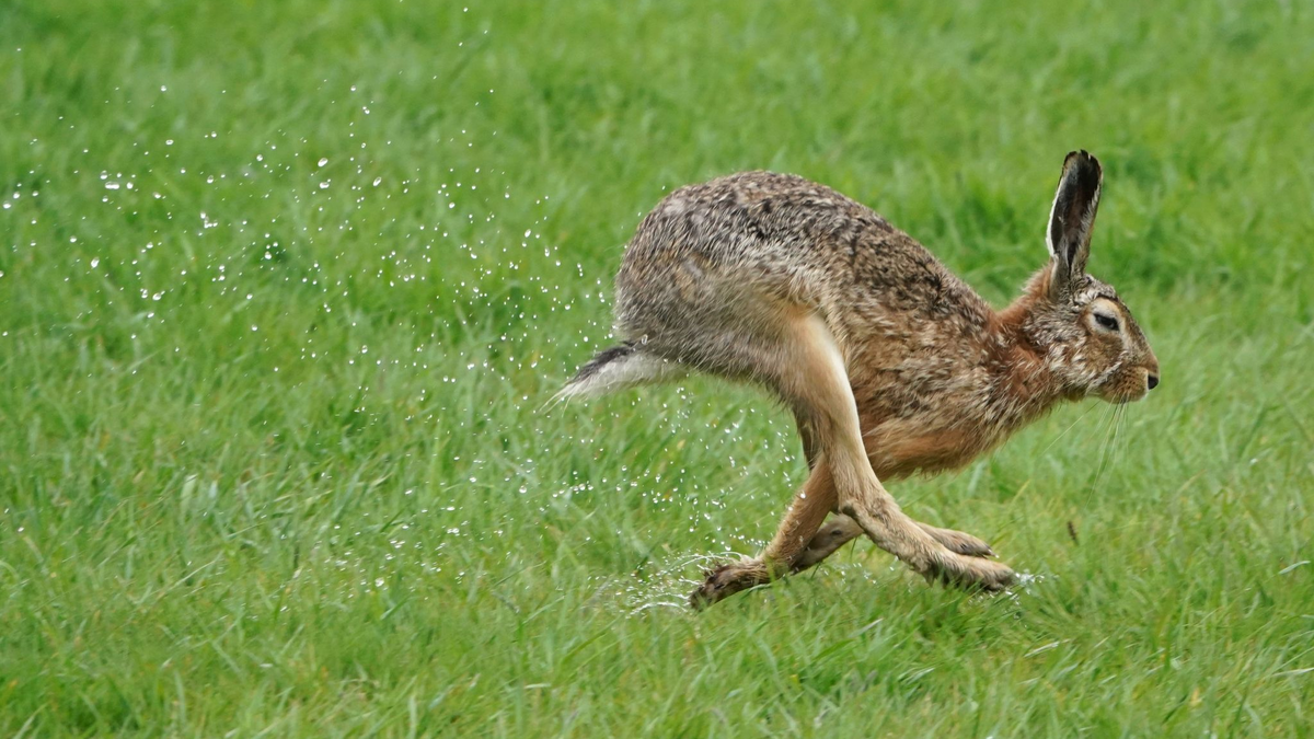 Feldhasen sind in Deutschland nahezu flächendeckend verbreitet. - Foto: Marcus Brandt/dpa