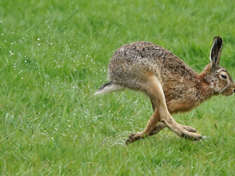 Feldhasen sind in Deutschland nahezu flächendeckend verbreitet. - Foto: Marcus Brandt/dpa