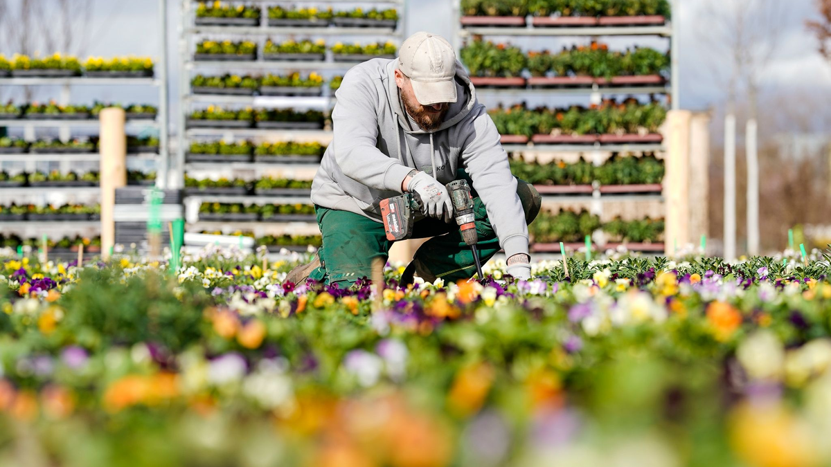 Rosen blühen auf dem Gelände der Bundesgartenschau in Mannheim. - Foto: Uwe Anspach/dpa