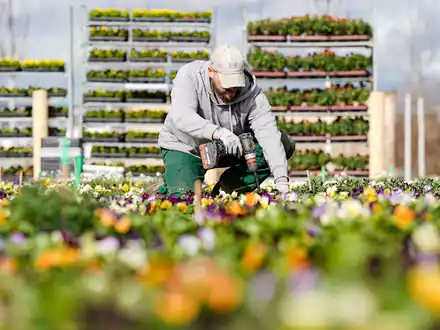 Rosen blühen auf dem Gelände der Bundesgartenschau in Mannheim. - Foto: Uwe Anspach/dpa
