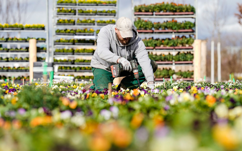 Rosen blühen auf dem Gelände der Bundesgartenschau in Mannheim. - Foto: Uwe Anspach/dpa