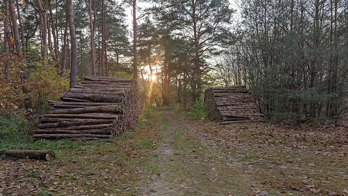 Holzstämme - Foto: ?ber dts Nachrichtenagentur