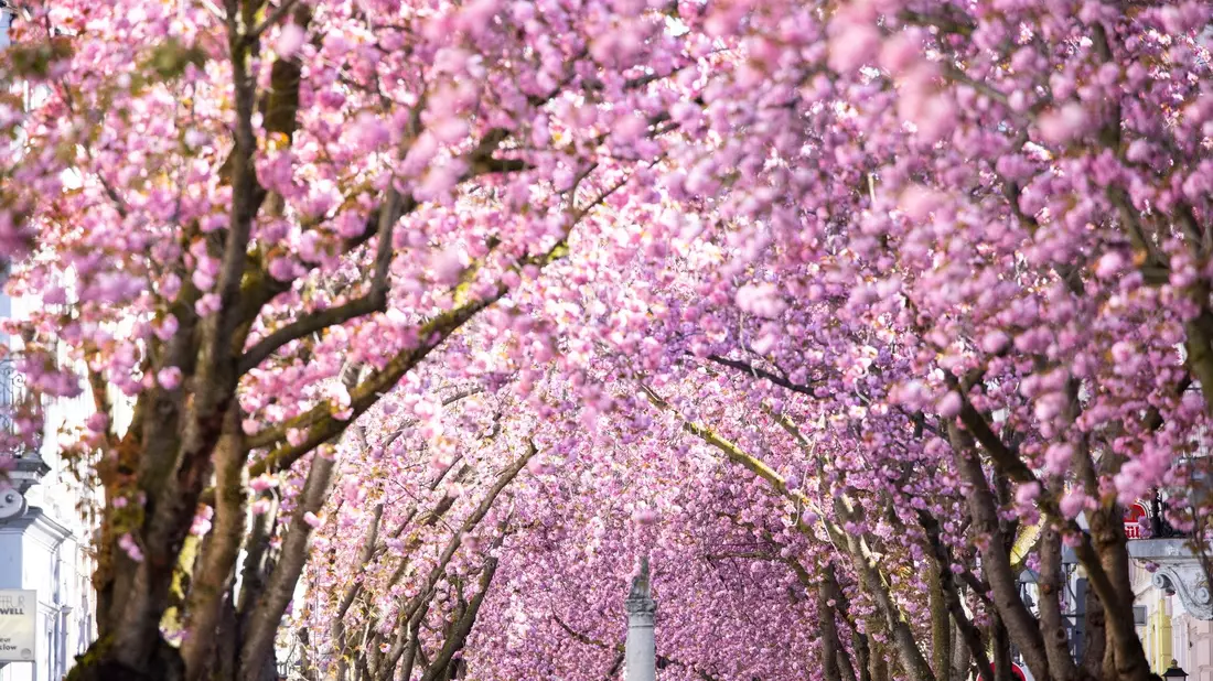 Eine Touristin fotografiert blühende Kirschblütenbäume in Bonn. Prognosen zufolge könnten die Blüte in diesem Jahr um Ostern herum beginnen. - Bild: Thomas Banneyer/dpa