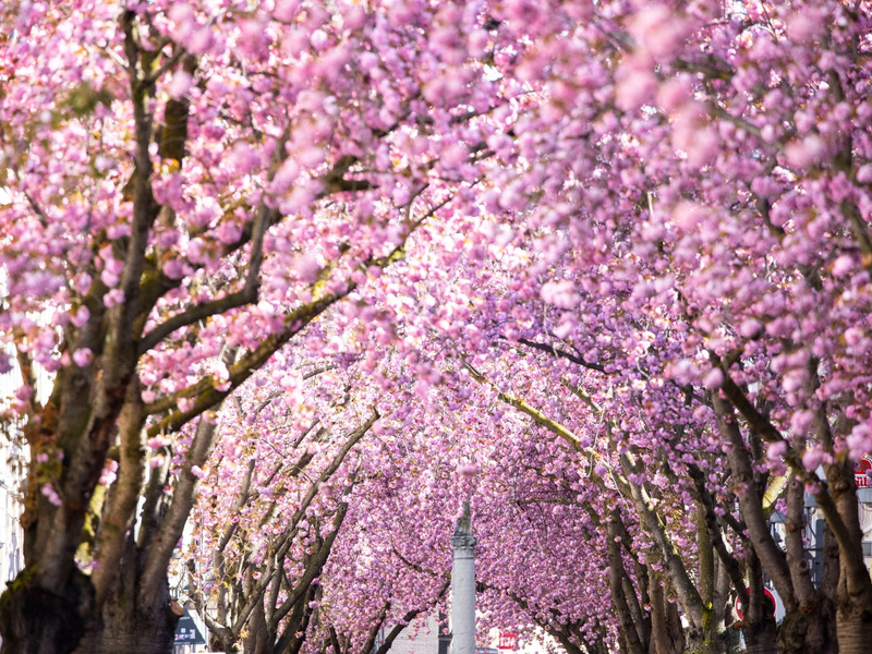 Eine Touristin fotografiert blühende Kirschblütenbäume in Bonn. Prognosen zufolge könnten die Blüte in diesem Jahr um Ostern herum beginnen. - Foto: Thomas Banneyer/dpa