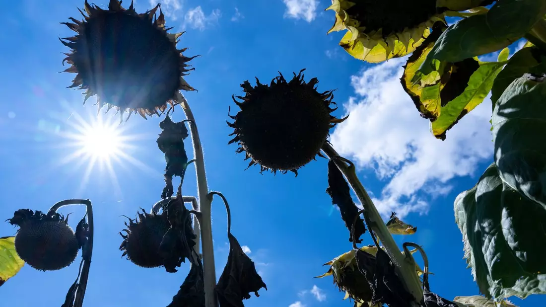 Die vom Menschen verursachte Erderwärmung erreicht bereits ein Plus von 1,14 Grad Celsius. - Bild: Sven Hoppe/dpa
