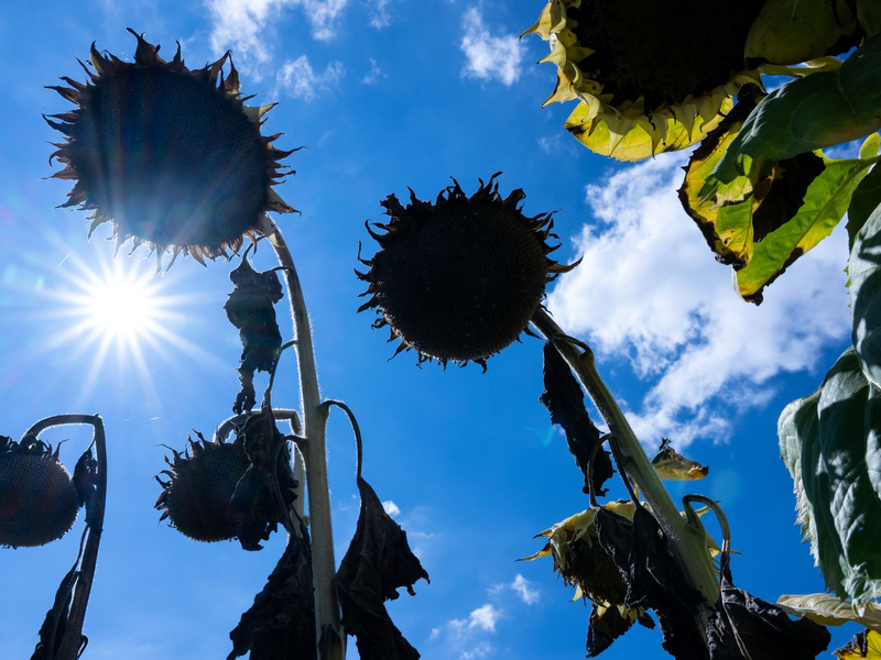 Die vom Menschen verursachte Erderwärmung erreicht bereits ein Plus von 1,14 Grad Celsius. - Foto: Sven Hoppe/dpa