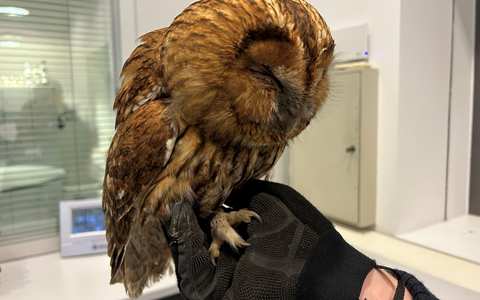 FW-EN: Waldkauz befreit - Foto: presseportal.de