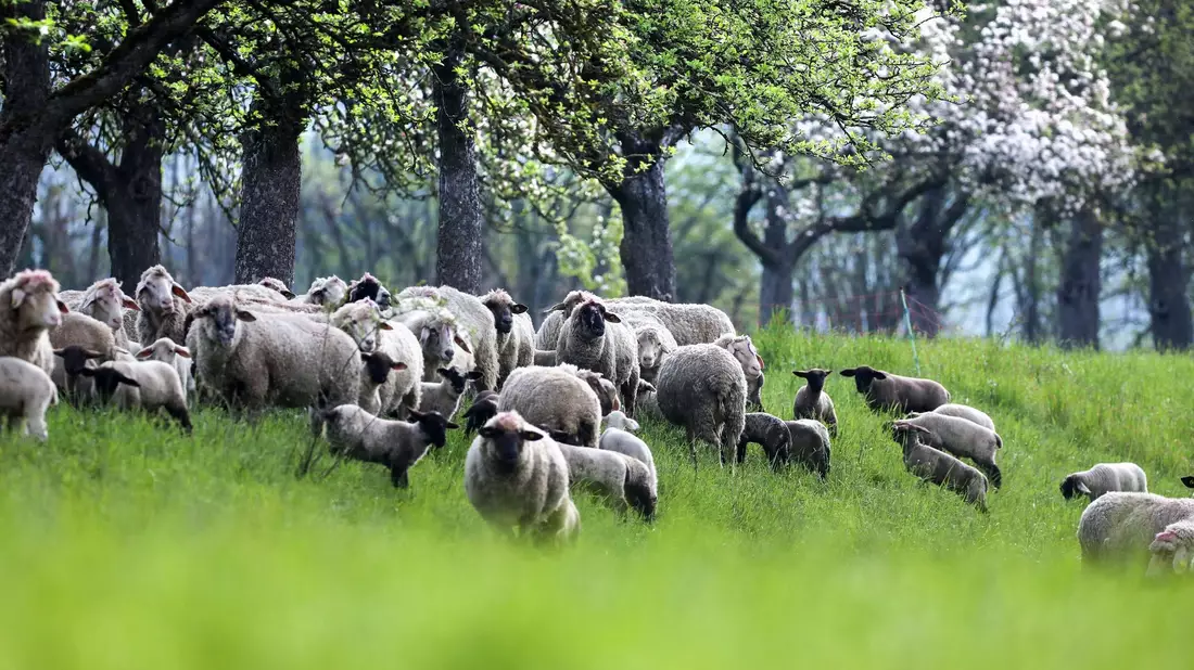 Wechselhaftes, aber recht mildes Frühlingswetter sagt der Deutsche Wetterdienst für die nächsten Tage vorher.  - Bild: Thomas Warnack/dpa