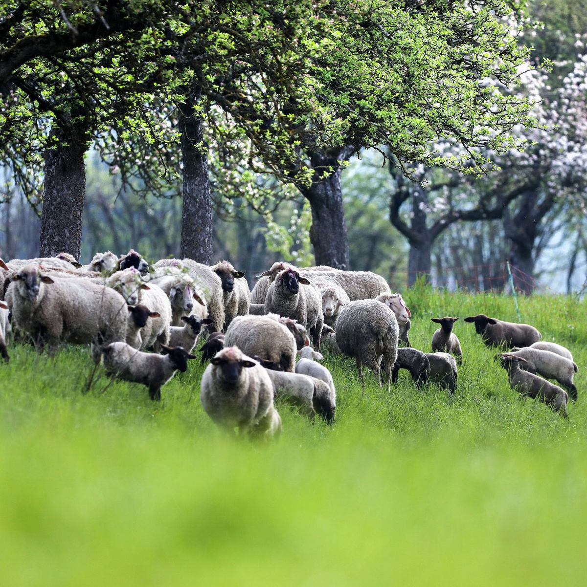 Ein kleiner Ort unweit vom Bodensee leidet unter den Vögeln (Symbolbild).  - Foto: Thomas Warnack/dpa