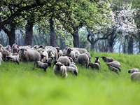  Im Laufe der Woche wird laut DWD nahezu bundesweit die 30-Grad-Marke geknackt.  - Foto: Thomas Warnack/dpa