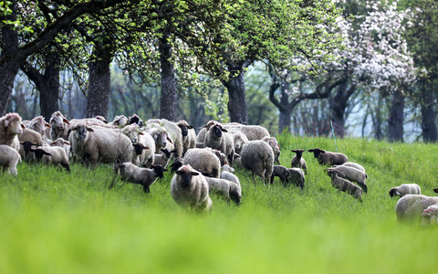 Unwetter haben den Bahnverkehr im Juni stark beeinträchtigt.  - Foto: Thomas Warnack/dpa