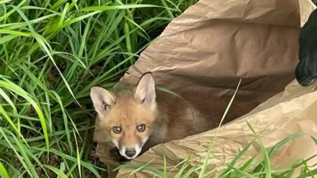POL-SI: Tierisch Glück gehabt: Polizei rettet Fuchswelpen von der HTS - #polsiwi - Bild: presseportal.de