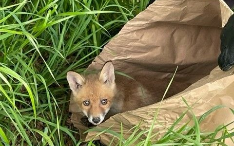 POL-SI: Tierisch Glück gehabt: Polizei rettet Fuchswelpen von der HTS - #polsiwi - Foto: presseportal.de