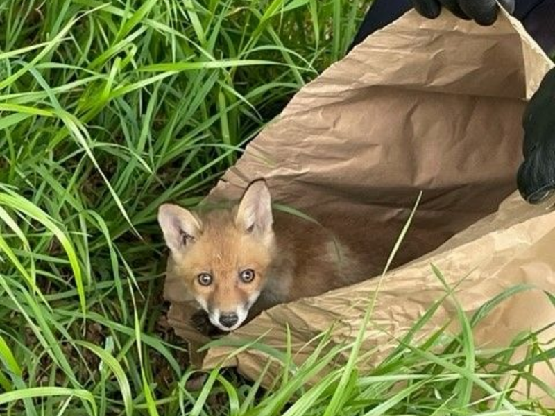 POL-SI: Tierisch Glück gehabt: Polizei rettet Fuchswelpen von der HTS - #polsiwi - Foto: presseportal.de