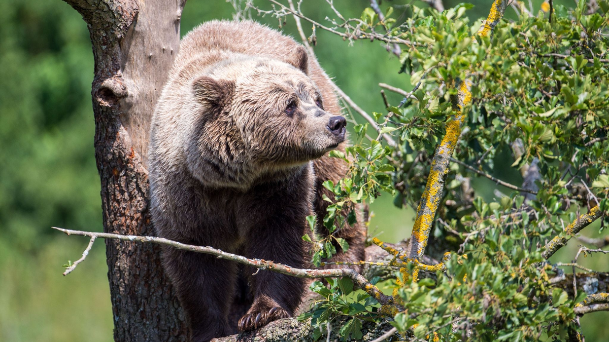 Die Oberallgäuer Landrätin Indra Baier-Müller fordert weitere Maßnahmen für den Fall, dass ein aggressiver Braunbär nach Bayern einwandert. - Foto: Lino Mirgeler/dpa