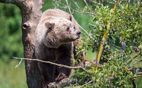 Die Oberallgäuer Landrätin Indra Baier-Müller fordert weitere Maßnahmen für den Fall, dass ein aggressiver Braunbär nach Bayern einwandert. - Foto: Lino Mirgeler/dpa
