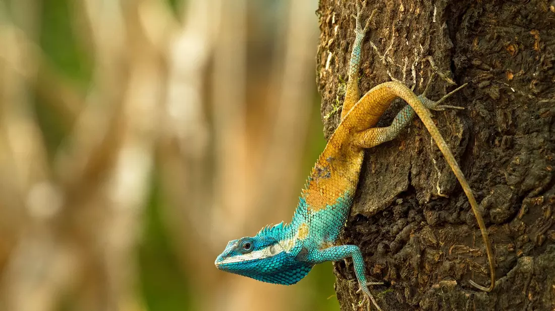 Diese Blaukopf-Schönechse (Calotes goetzi) aus Kambodscha posiert für ein Foto. - Bild: Henrik Bringsoe/WWF